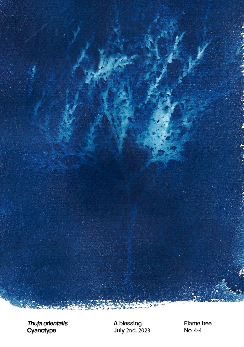 cyanotypes for @bluevioletzine #INDIGOBYRM