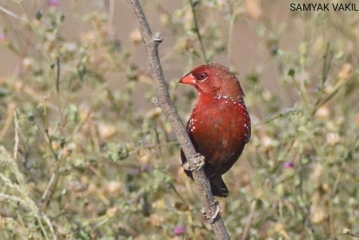 Red avadavat - male The species name of amandava and the common name of avadavat are derived from the city of Ahmedabad in Gujarat, India, from where these birds were exported into the pet trade in former times. #IndiAves #BirdsSeenIn2023 #Nalsarovar