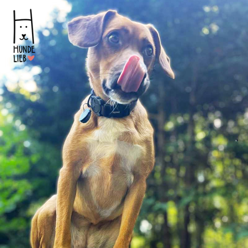 Schleckermaul 👅

#hundefotos #hundebilder #hundelieb #dogsharing #dogfluencer #dailydoseofdog #dogsharingdeutschland #dogsharingösterreich #dogsharingschweiz #dogcommunity #lovedogs #hund #hunde #hundeverliebt #hundeverrückt #hundeliebe #hundefreunde #teilzeithund #leihhund