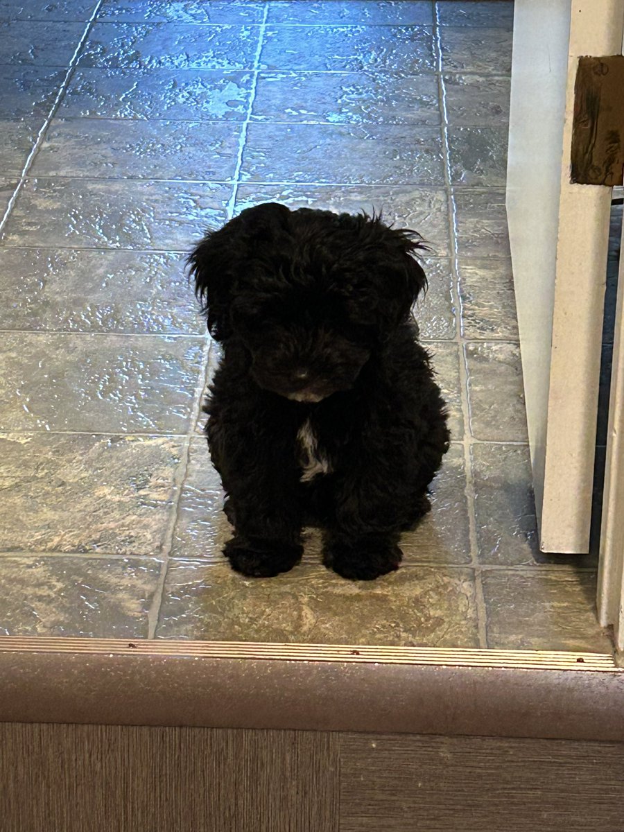 clthomas12's tweet photo. New addition. Named him Flynn #miniaussiedoodle https://t.co/lHLzrxGWgL