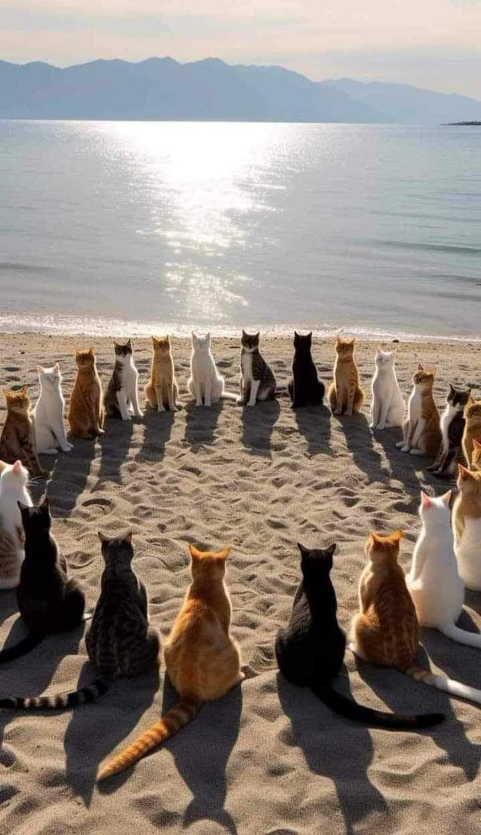 CClementa's tweet image. "Sfatul Inteleptelor"   🤣🐱🦝🦊🐺🐩🤣