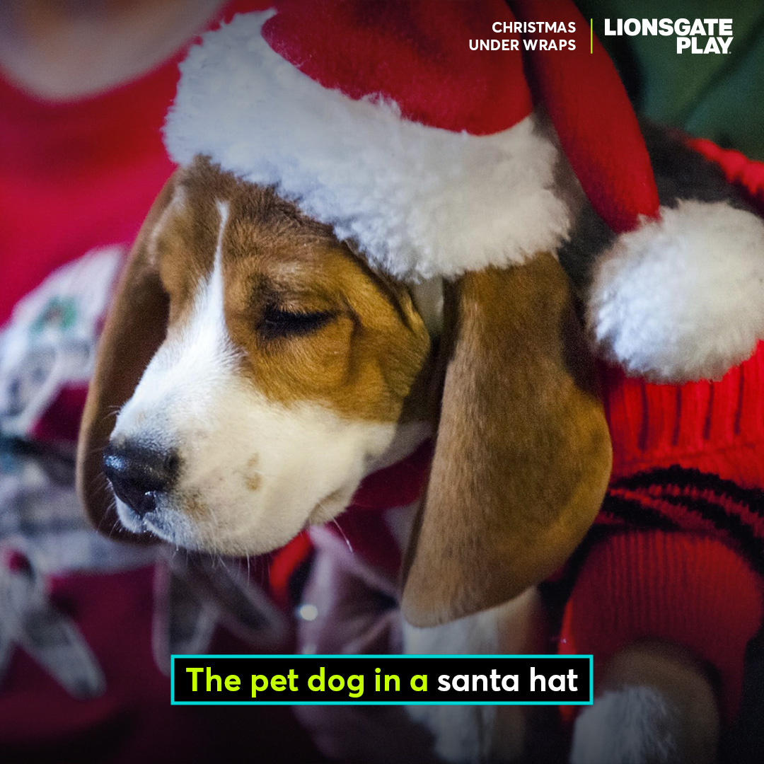 lionsgateplayIN's tweet photo. Add a box of candies with this and you're done ππ
#ChristmasMadeToOrder #SharingChristmas #ChristmasUnderWraps #OnlyOnLionsgatePlay #ThrillingFastExciting #Christmas https://t.co/jWV4Yv5M4r