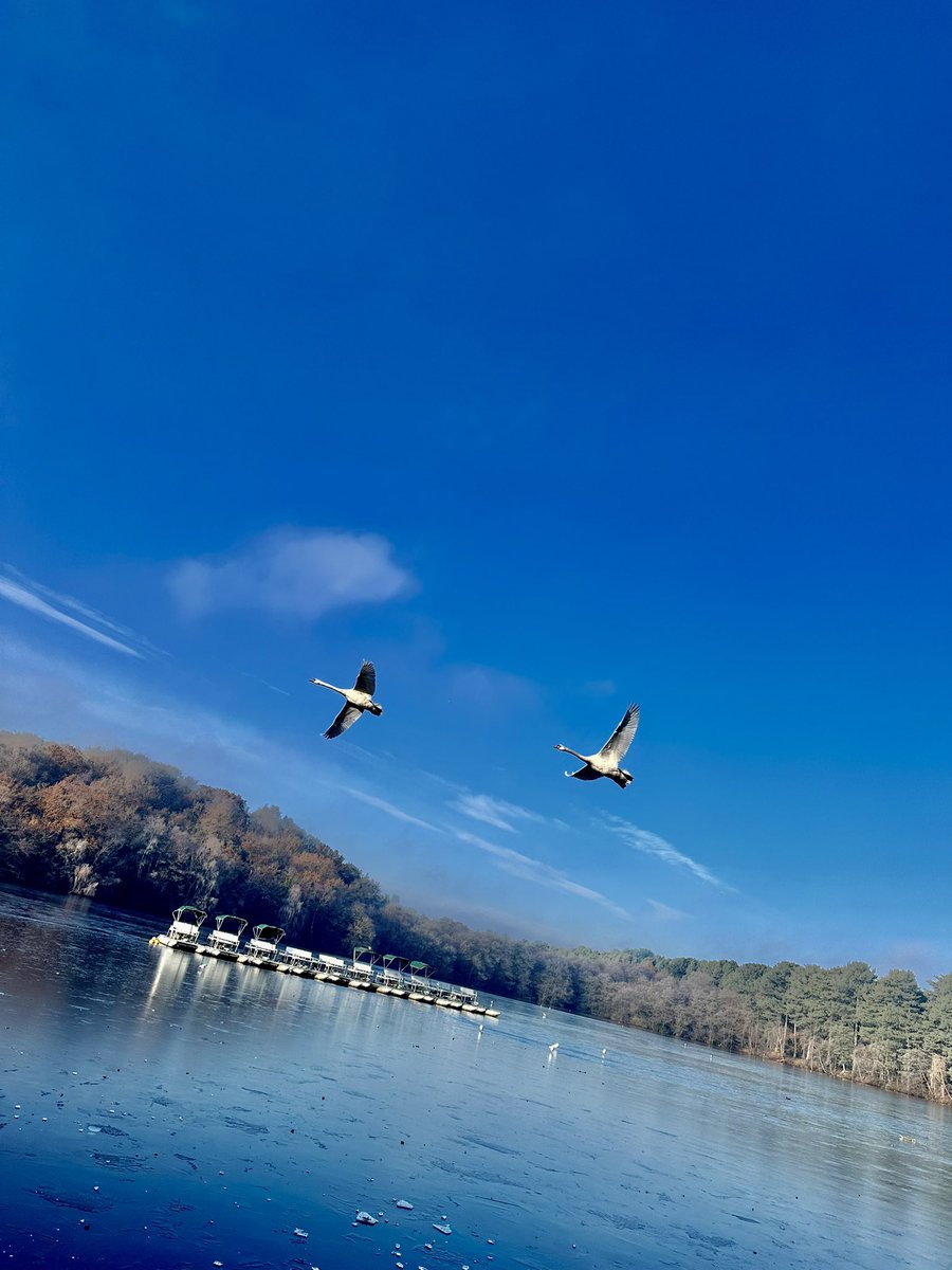 Freezin’ 🦢 🦢  #suttonpark #birmingham @SuttonParkNNR