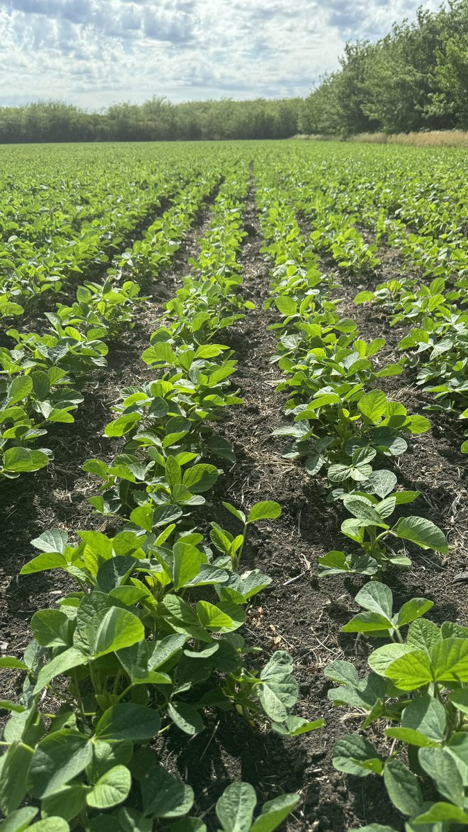 Soja <a href="/semillasgenesis/">Semillas Génesis</a> 6501 <a href="/CopagranUy/">COPAGRAN</a> <a href="/cigandafede/">Federico Ciganda</a> <a href="/bouvier_alberto/">alberto bouvier</a>