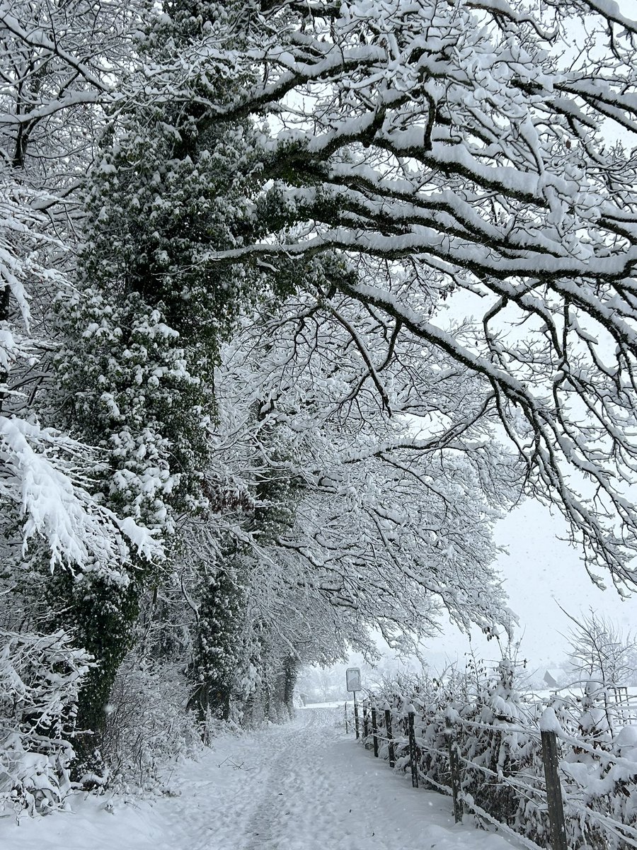 PortmannCarrick's tweet photo. …and the snow arrived ✨
#winter #forest https://t.co/kajZazovR0