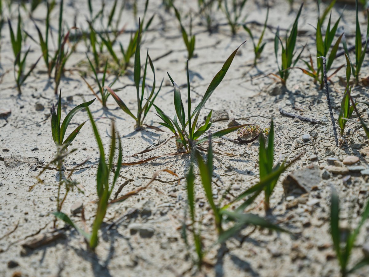 Terraqui's tweet image. Evaluación de la #ComisiónUE de la Directiva 91/676/CEE sobre contaminación del agua por #nitratos: recogida de datos para valorar su contribución a una #agricultura y seguridad alimentaria sostenibles y resilientes
lc.cx/S9lv-o