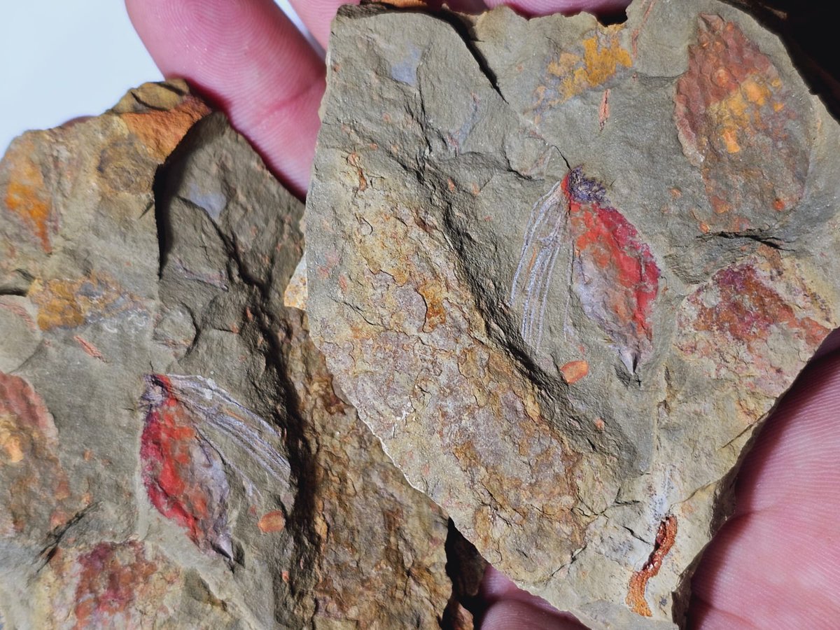 interesting Fezouata eocrinoid from Morocco ...