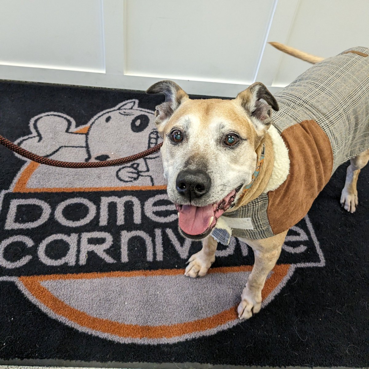 Mr.Russell came by in his fancy tweed jacket to check out the store and see where his Mom gets all his food! 
#rescuedog #rawfed #rawfeeding #speciesappropriatediet #hamont #ancaster #shoplocal #dogsofdomesticcarnivore #dogallergies #allergyrelief