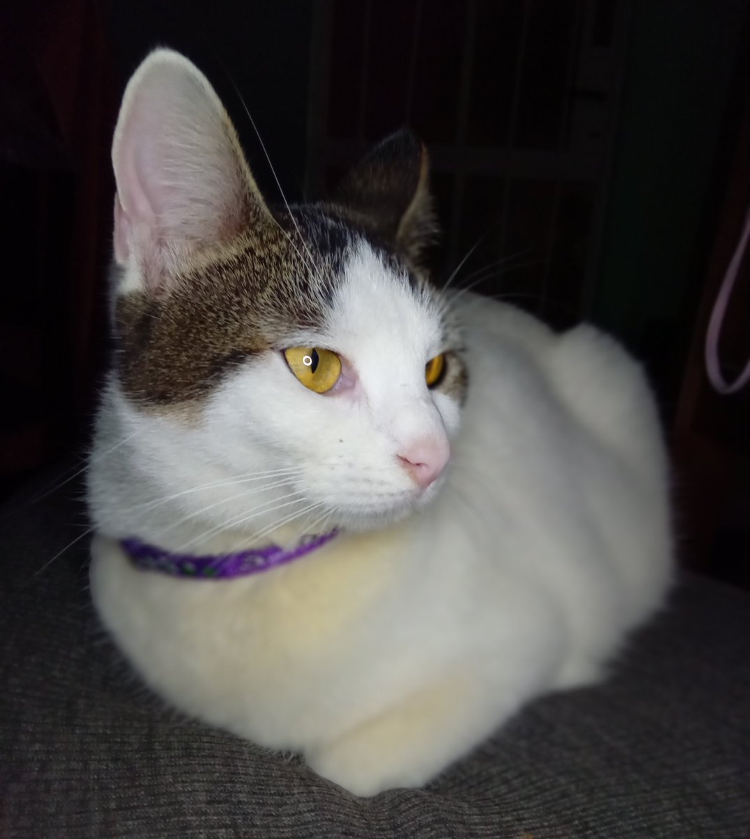 stashaswift's tweet photo. BUSCO A IVY.

estoy al borde del colapso mental, no encuentro a mi gata, ayer la intentamos bajar a las 00:00 AM hasta la 1 AM de la casa del vecino, no hubo caso, nos subimos con escalera, intentamos llamarla con comida pero tenia miedo a los perros y no quería bajar (+) https://t.co/kkLNb5VITp