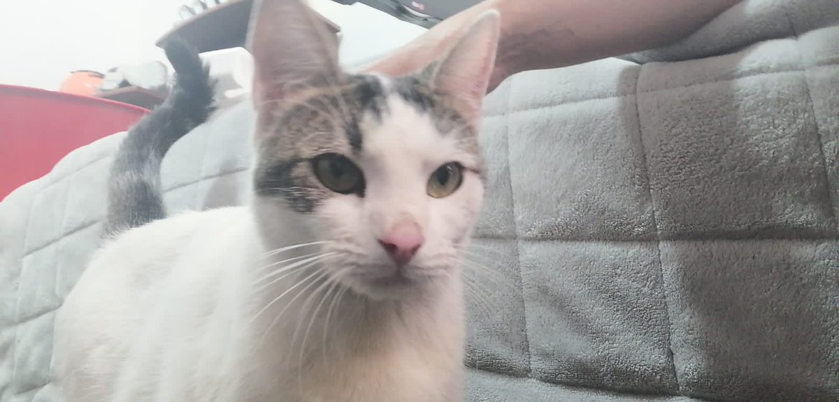 stashaswift's tweet photo. decidimos levantarnos temprano hoy para bajarla porque no podíamos quedarnos ya que el vecino tenia que irse a laburar a las 4 am, cualquier persona de zona sur que pueda ayudar, es una gata blanca con manchas marrones / grises en el cuerpo, tiene un collar violeta, xfavor https://t.co/Xx4YxnDqhB