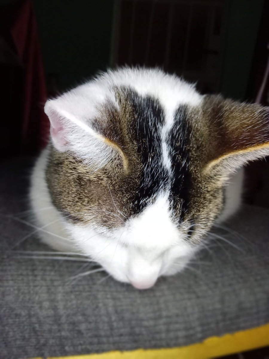 stashaswift's tweet photo. decidimos levantarnos temprano hoy para bajarla porque no podíamos quedarnos ya que el vecino tenia que irse a laburar a las 4 am, cualquier persona de zona sur que pueda ayudar, es una gata blanca con manchas marrones / grises en el cuerpo, tiene un collar violeta, xfavor https://t.co/Xx4YxnDqhB