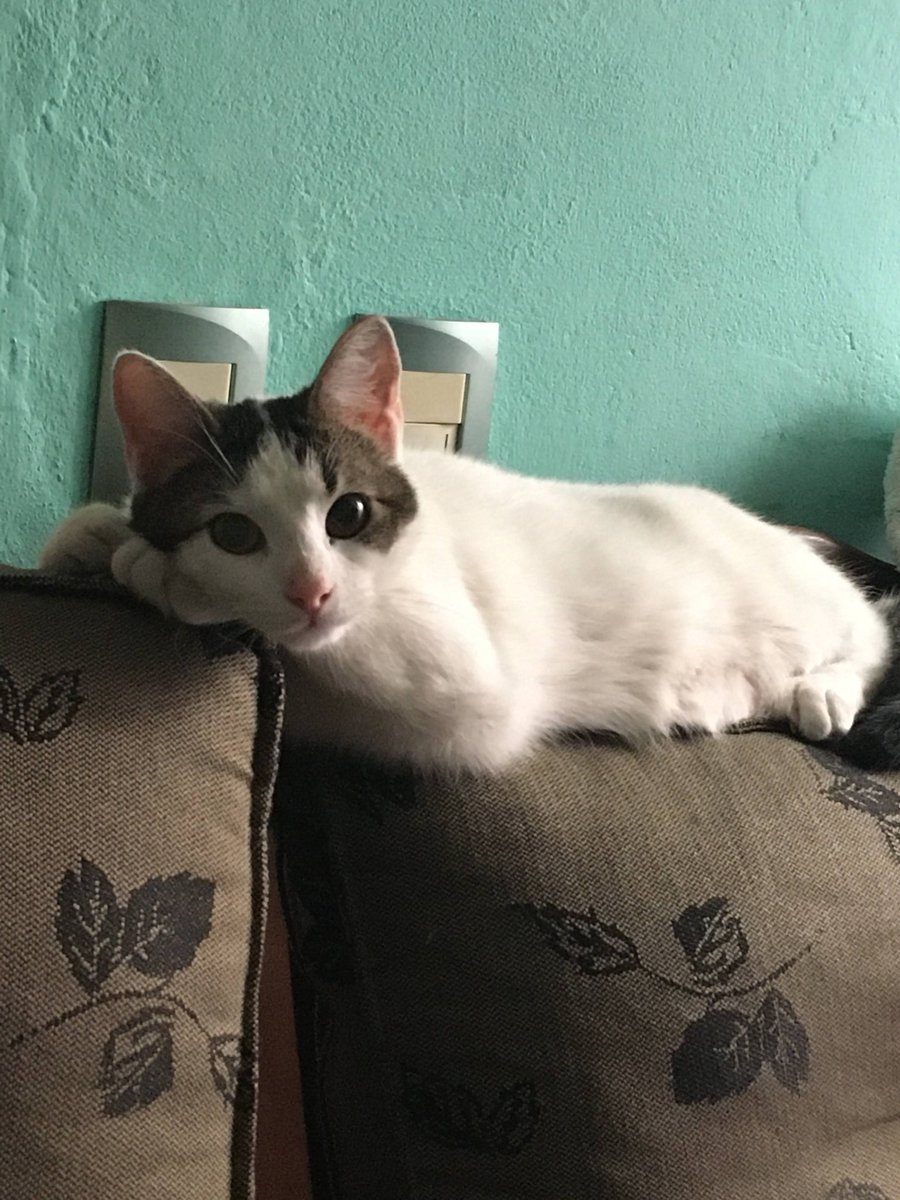 stashaswift's tweet photo. decidimos levantarnos temprano hoy para bajarla porque no podíamos quedarnos ya que el vecino tenia que irse a laburar a las 4 am, cualquier persona de zona sur que pueda ayudar, es una gata blanca con manchas marrones / grises en el cuerpo, tiene un collar violeta, xfavor https://t.co/Xx4YxnDqhB