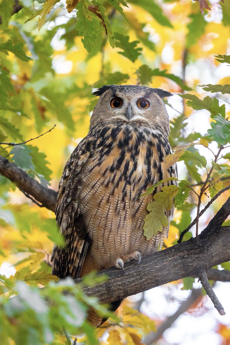 Jacqueline Emery tweet media