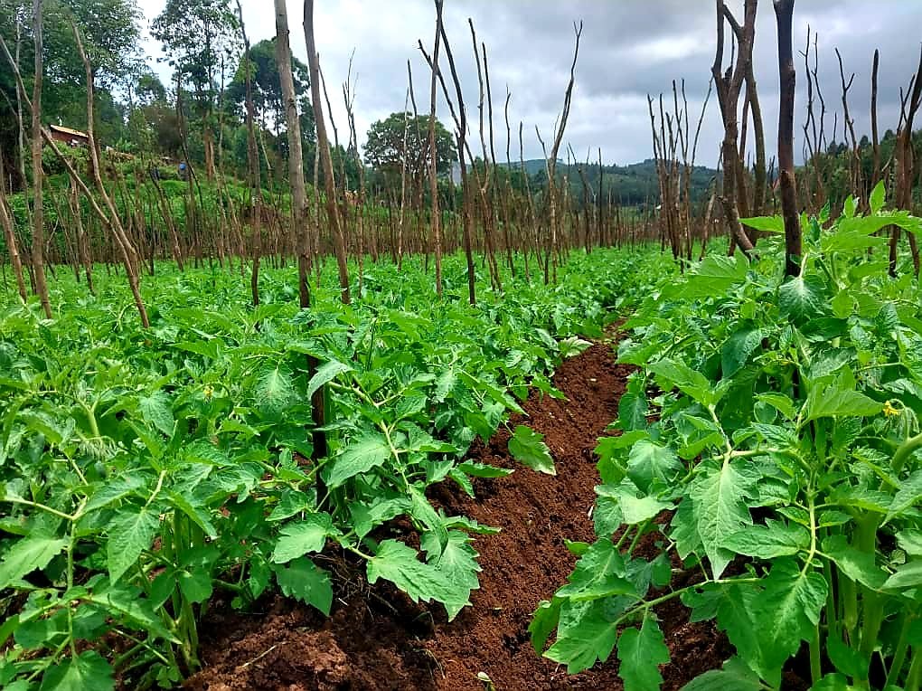 JaphetChuma's tweet photo. @AllyHapi hii ina limwa katika nyakati zote ina stahili ukame pamoja na hali ya mvua  nyingi pia hali ya balidi pia haina minyauko https://t.co/pALYN3nwKJ