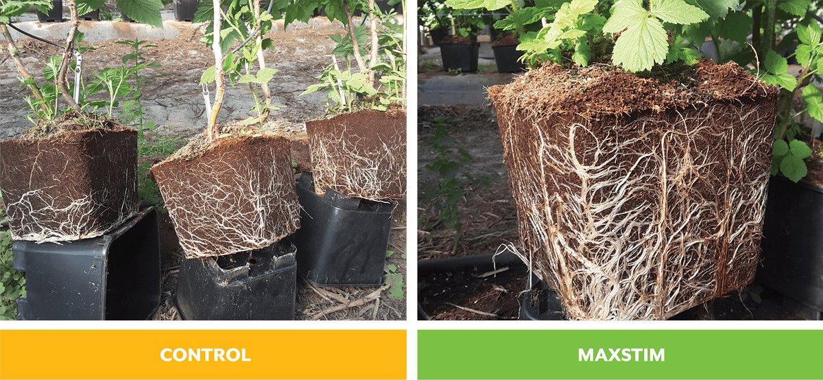 Read how complex biostimulants are positively impacting root mass. Trial data from onion and raspberry growers.
maxstim.com/root-developme…