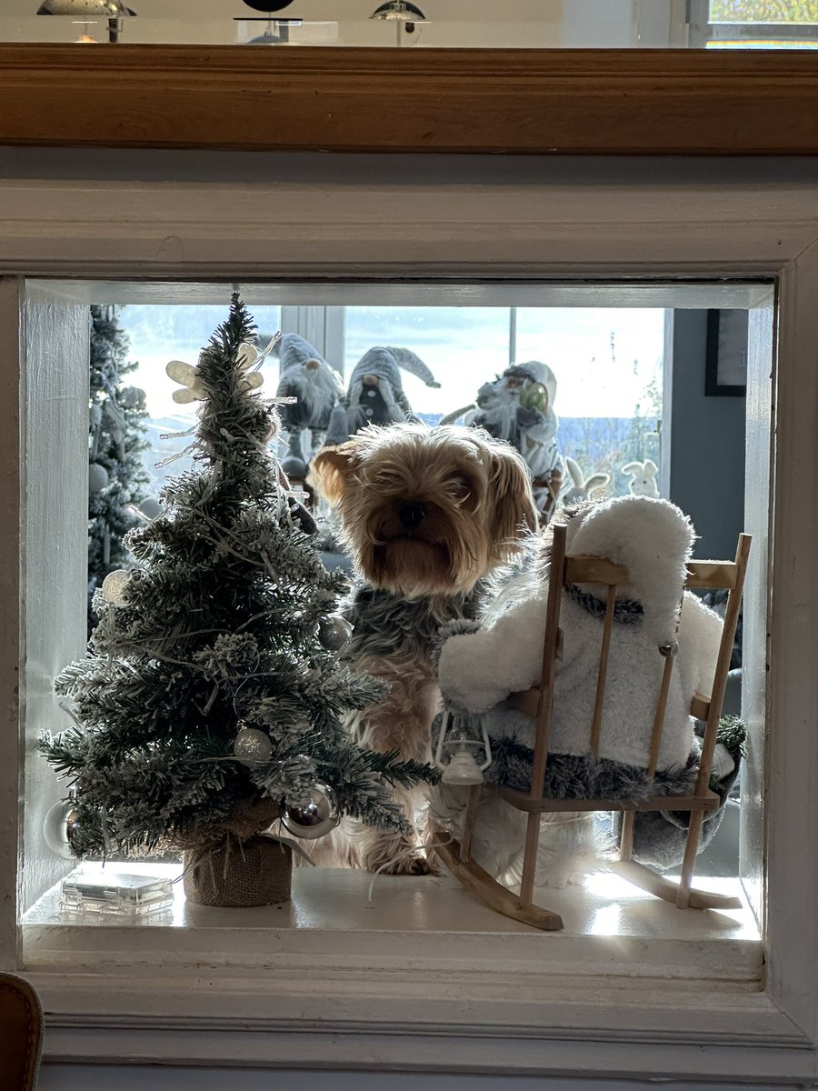 Christmas decorations up and Micky is getting in on it. 🎄🐶