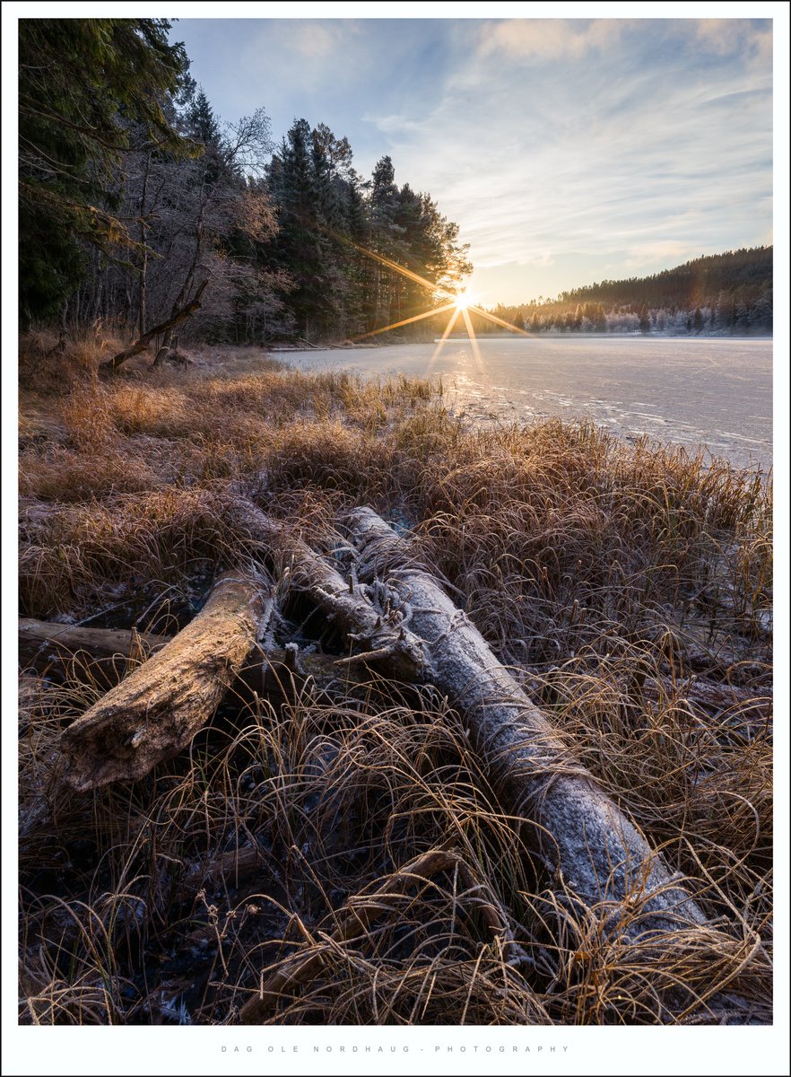 Frozen logs. Trondheim, Norway. Nov 2023.