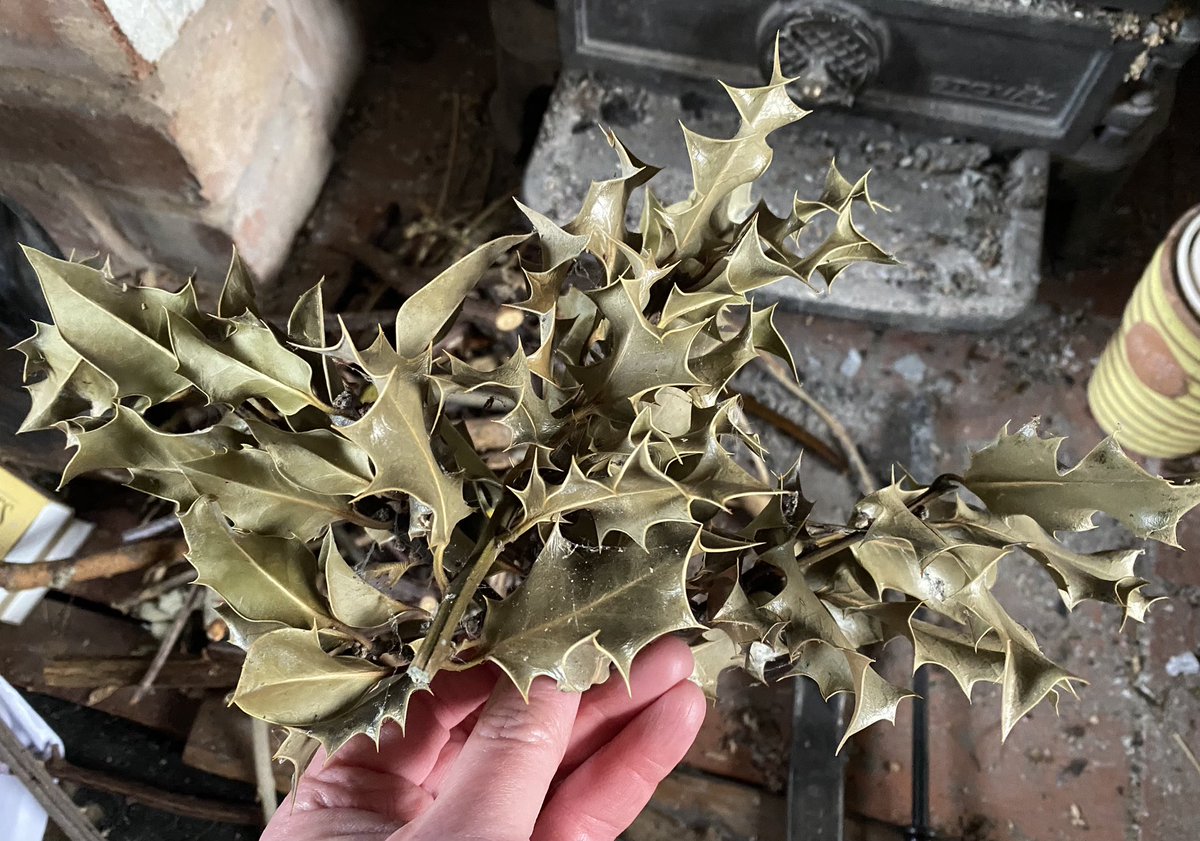 Cleaning the grate and preparing to burn last year’s holly leaves for Ashvent Sunday…