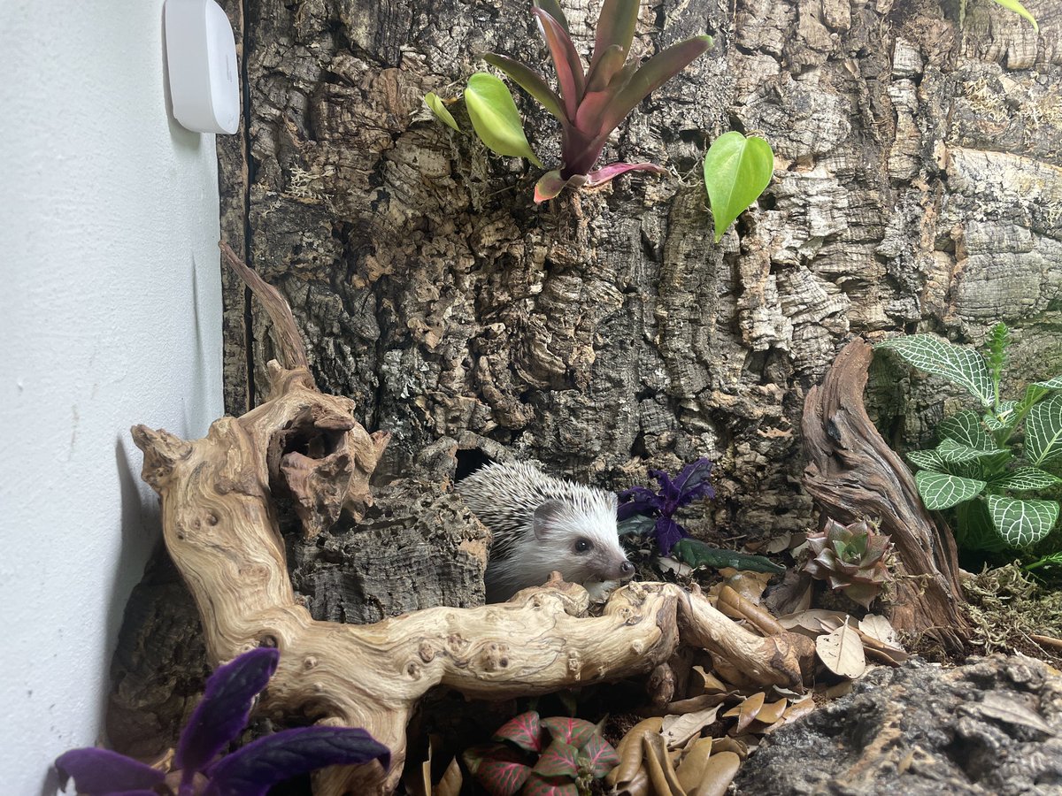 IsopodsAndMore's tweet image. Our newest family member.  We have spent weeks building a custom bioactive enclosure.  We are still trying to figure out a name. #livebioactive #bioactive #bioactiveenclosure #hedgehogs #hedgehogsofinstagram
