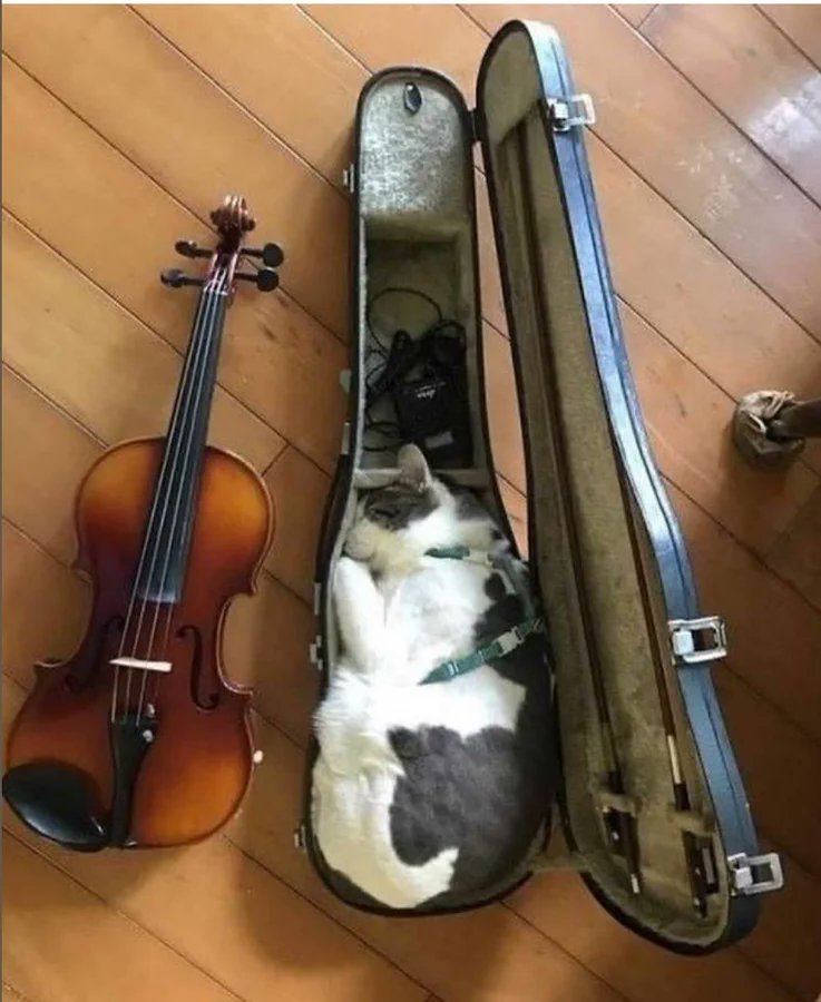 Why you should have a cat (@shouldhavecat) on Twitter photo 