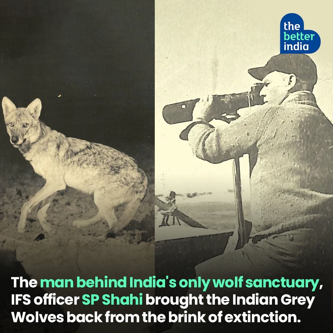 The Mahuadanr Wolf Sanctuary in Jharkhand came into existence in 1976 to protect the Indian Grey Wolf. Being the only wolf sanctuary in India, it was only possible due to the efforts of a forgotten Indian Forest Service officer, SP Shahi.

#ForgottenHeroes #WolfSanctuary