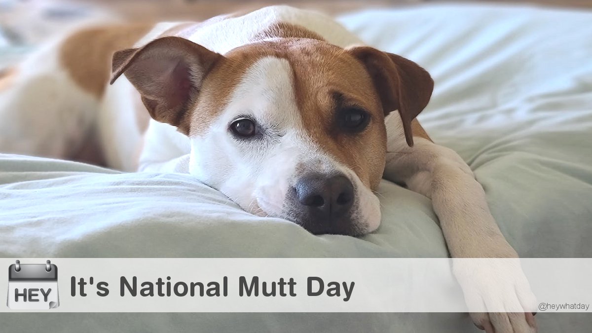 HeyWhatDay's tweet photo. It's National Mutt Day!
#NationalMuttDay #MuttDay #MuttsDay https://t.co/jRtPORfIAw