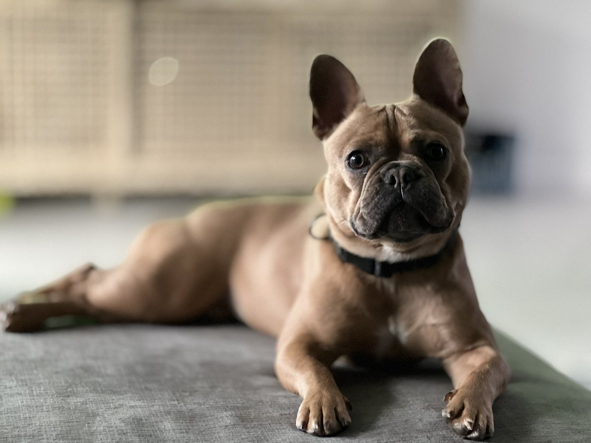 Milo in the Morning
