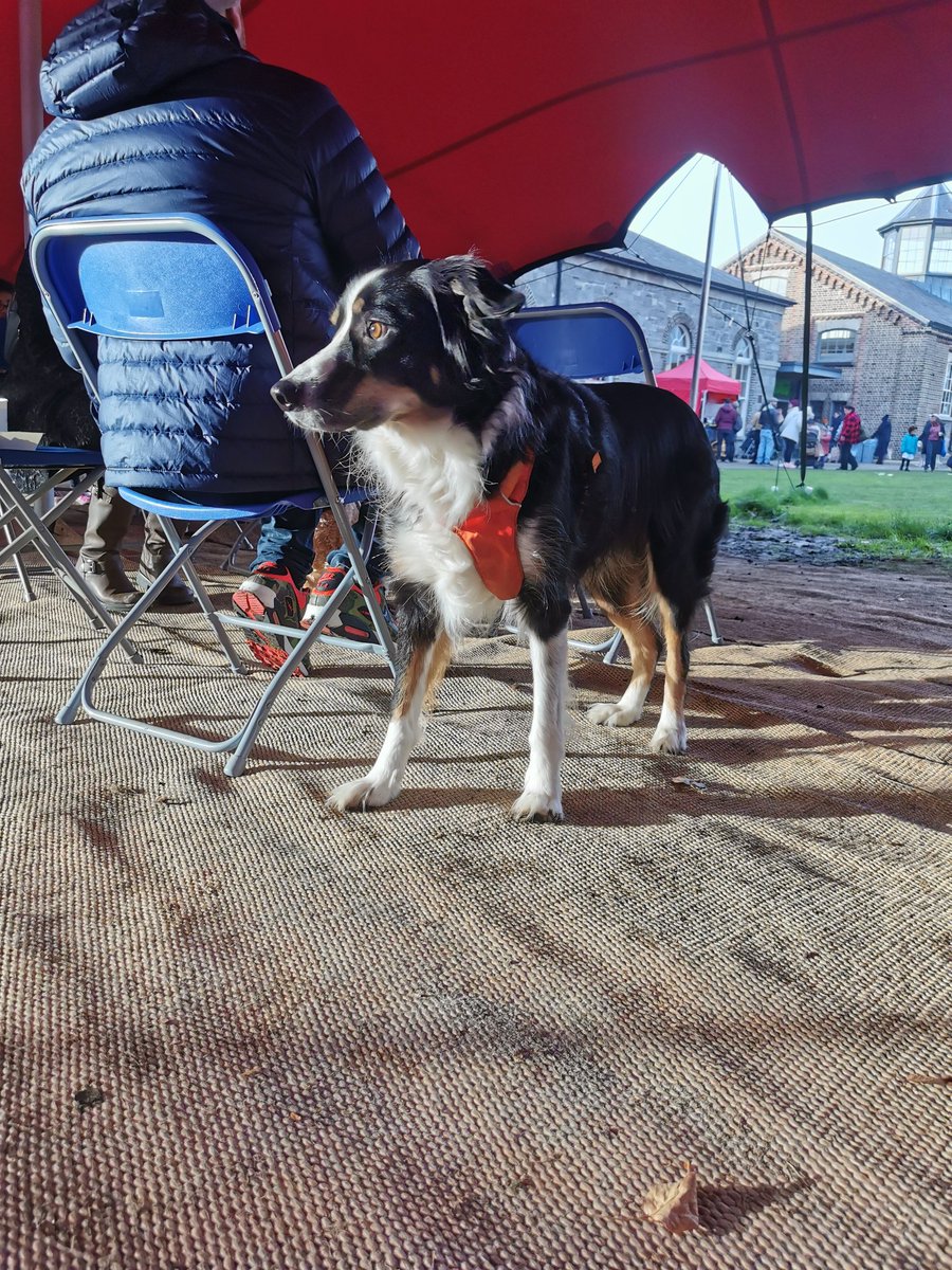 RichBarracks's tweet photo. This is Marvin. Marvin is a "crazy intelligent" dog according to his owners. He's definitely on the lookout for a treat.
#dogsofrichmondbarracks
#dogsininchicore
#dublin https://t.co/EYrsvpHrAq