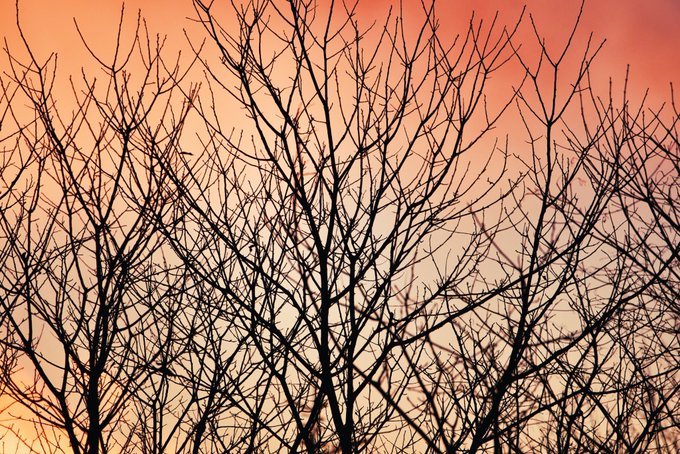 「orange sky 木」のTwitter画像/イラスト(新着)