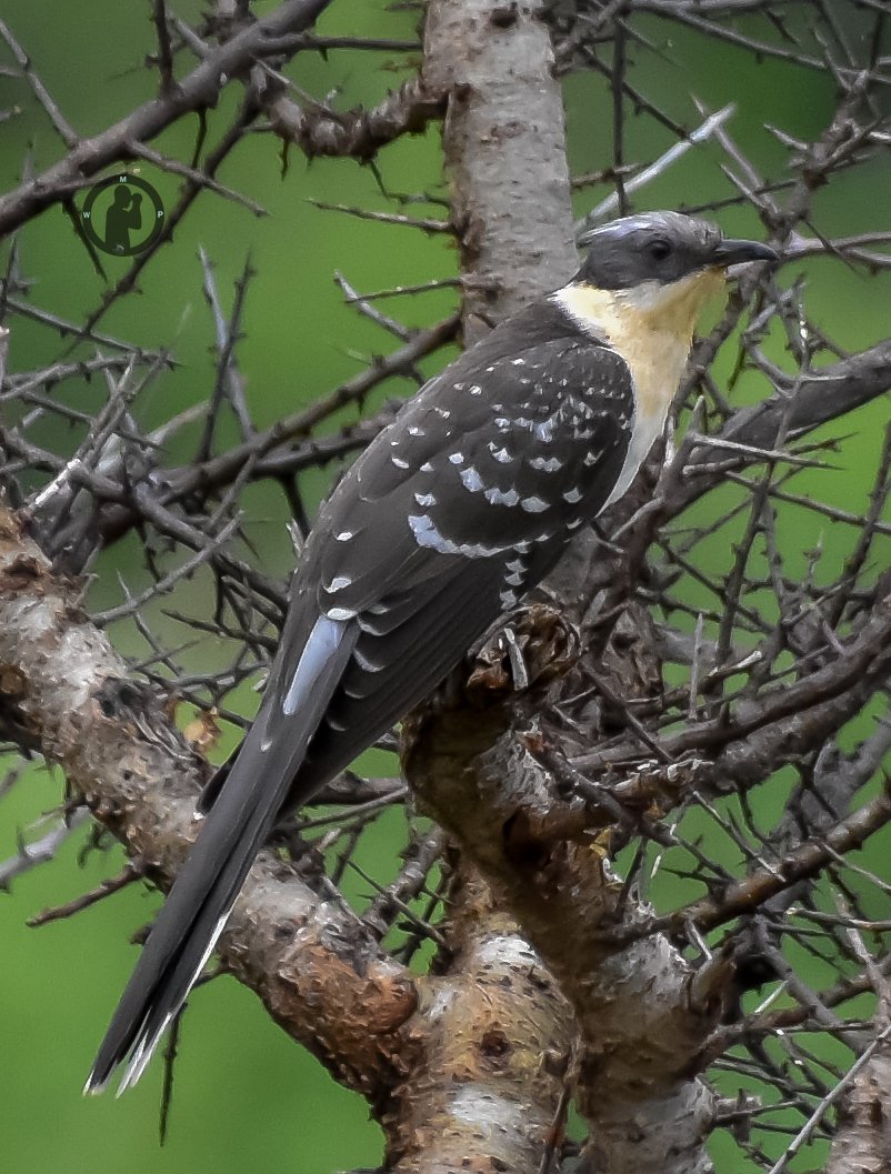 Great Spotted Cuckoo - Clamator glandarius

Samburu National Reserve,Kenya.

#martowanjohiphotography #TwitterNatureCommunity #birdwatching254 #birdsofkenya #natgeobirds #birdsphotography #samburu #nikon #tamronlens #birdsofkenya #bdasafaris