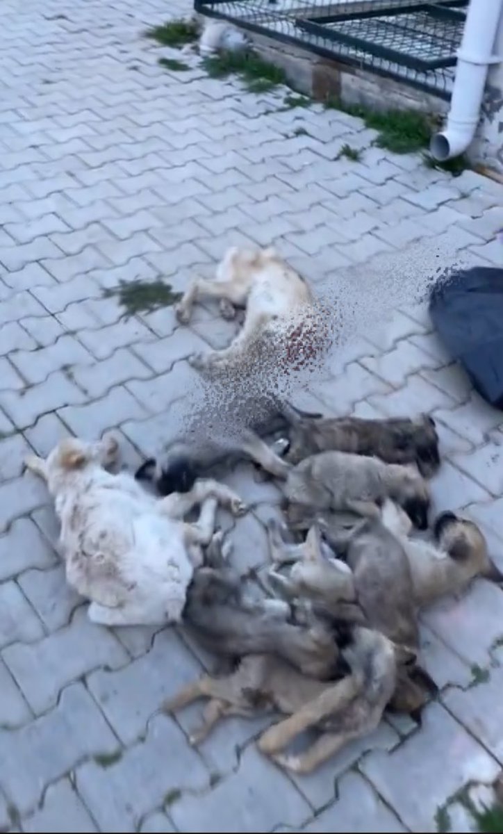 darkbluechild's tweet photo. Afyon/Dinar barınağında insanlık suçu işleniyor.

Kafeslerde ölmüş hayvanlar,aç bırakılıp birbirlerini yemek zorunda kalmış hayvanlar,Kafası kopmuş hayvanlar,demir telle boğazı sıkılmış hayvanlar.Kendi pisliğinde yaşamak zorunda bırakılmış,demir kafeslere kilitlenmiş hayvanlar.
Ne yapalım nerelere gidelim.

Yetmedimi artık bu utanç?

@AlfaDernegi tüm görüntüleri yayınlıyor.
Kalbi dayanan,yüreği dayanan baksın.

Utanç tablosu.
Yazıklar olsun.