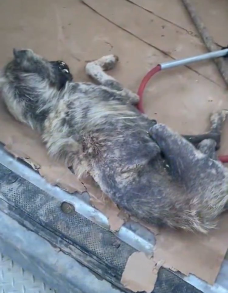 darkbluechild's tweet photo. Afyon/Dinar barınağında insanlık suçu işleniyor.

Kafeslerde ölmüş hayvanlar,aç bırakılıp birbirlerini yemek zorunda kalmış hayvanlar,Kafası kopmuş hayvanlar,demir telle boğazı sıkılmış hayvanlar.Kendi pisliğinde yaşamak zorunda bırakılmış,demir kafeslere kilitlenmiş hayvanlar.
Ne yapalım nerelere gidelim.

Yetmedimi artık bu utanç?

@AlfaDernegi tüm görüntüleri yayınlıyor.
Kalbi dayanan,yüreği dayanan baksın.

Utanç tablosu.
Yazıklar olsun.