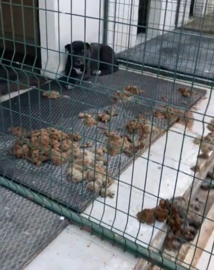 darkbluechild's tweet photo. Afyon/Dinar barınağında insanlık suçu işleniyor.

Kafeslerde ölmüş hayvanlar,aç bırakılıp birbirlerini yemek zorunda kalmış hayvanlar,Kafası kopmuş hayvanlar,demir telle boğazı sıkılmış hayvanlar.Kendi pisliğinde yaşamak zorunda bırakılmış,demir kafeslere kilitlenmiş hayvanlar.
Ne yapalım nerelere gidelim.

Yetmedimi artık bu utanç?

@AlfaDernegi tüm görüntüleri yayınlıyor.
Kalbi dayanan,yüreği dayanan baksın.

Utanç tablosu.
Yazıklar olsun.