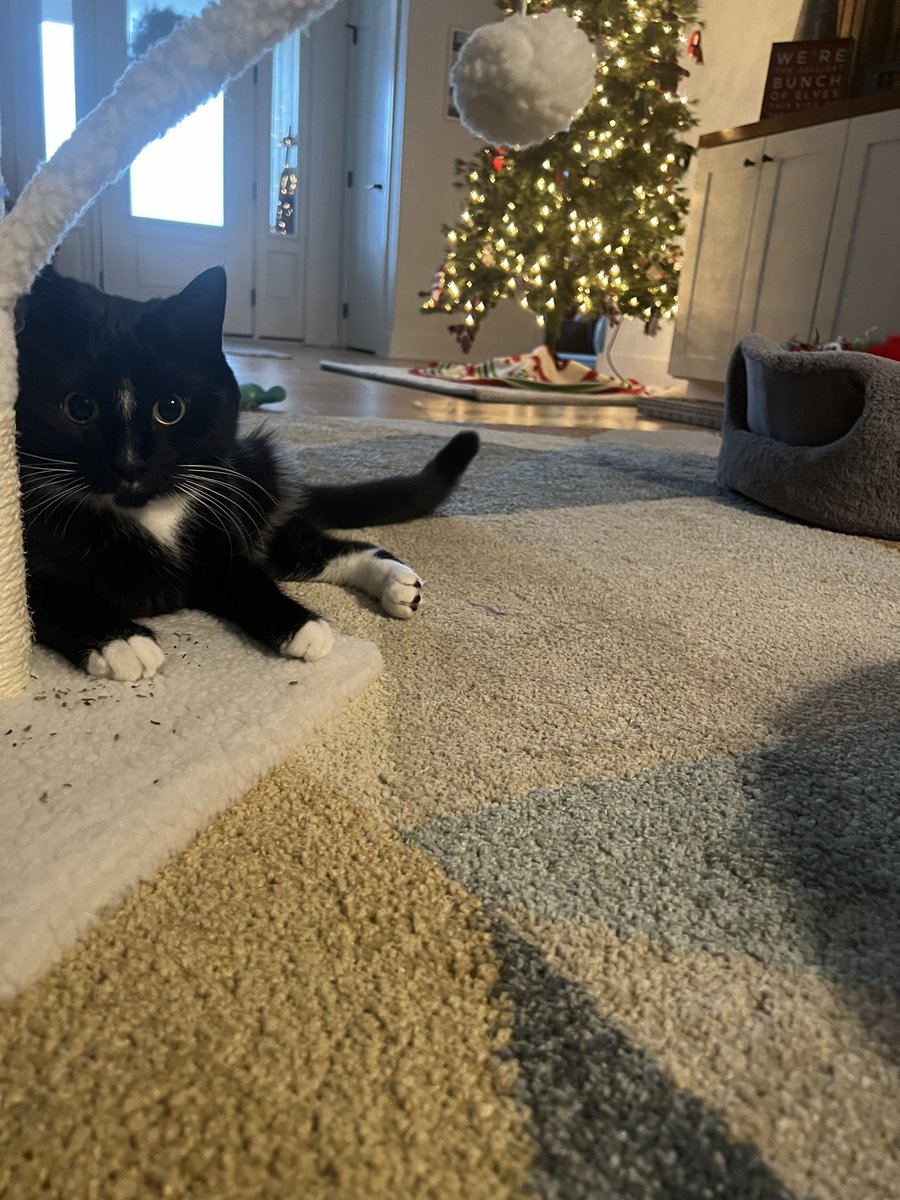 My hoomans are spoiling me on my Gotcha Day! I’m so glad I jumped into my mums arms 3 years ago and saved them! Hope your #Caturday is as puuurrrrfect as mine! #AdoptDontShop #CatsAreFamily #CatsOnTwitter #CatsOnX