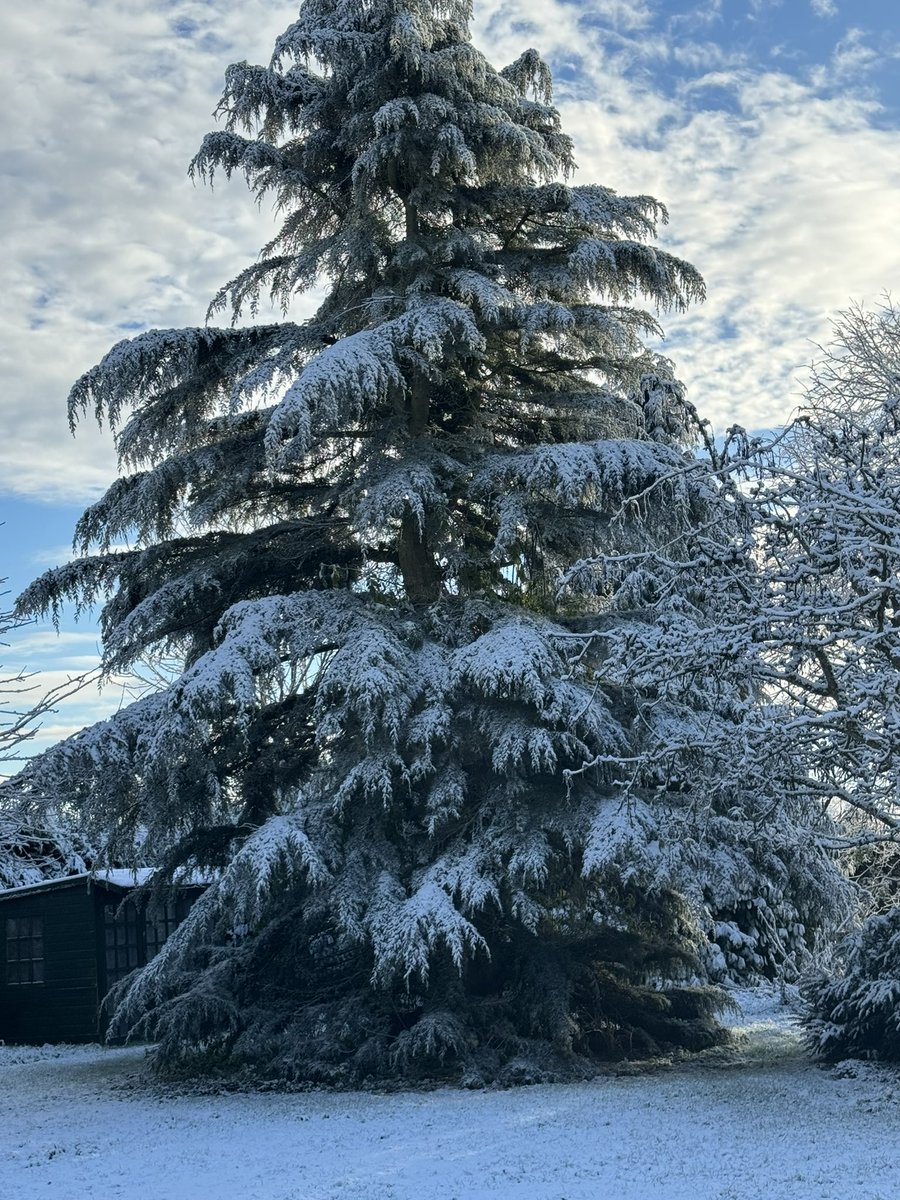 Ramsay59's tweet photo. Xmas tree up. https://t.co/Xk6dETVAfe