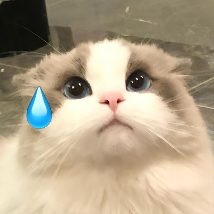 DaoMeo208's tweet photo. @ShouldHaveCat hmmm https://t.co/teAe59vVdJ
