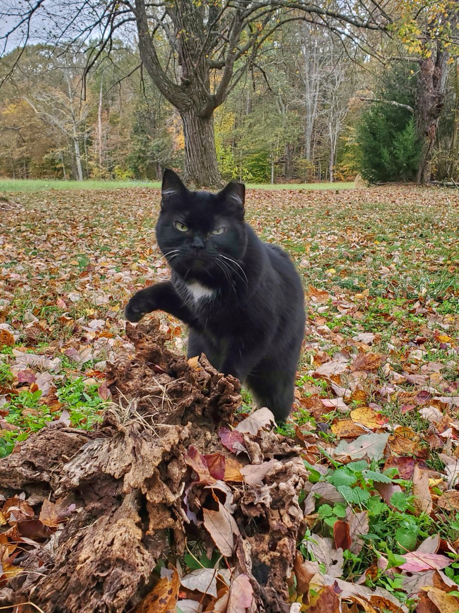 Furbabyhelp's tweet photo. Via say happy #Caturday, but just don't try to pet her. She doesn't like that. https://t.co/bRrF5lhrzd