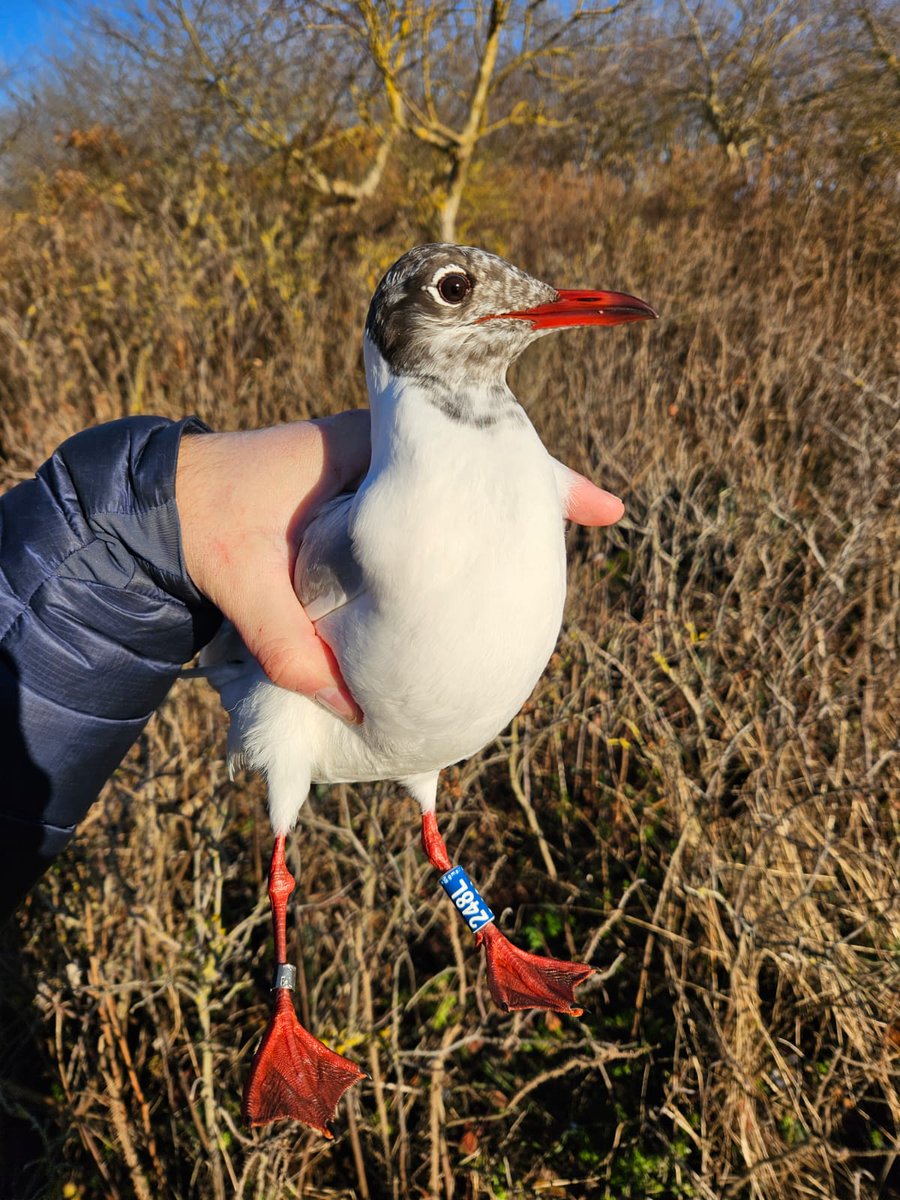 This week, we've managed to catch 142 Black-headed Gulls for ringing, with 11 of these having GPS tags fitted. We also managed to read the rings of 164 previously ringed birds, topping up our newly ringed & resightings datasets nicely! #NWBHGs