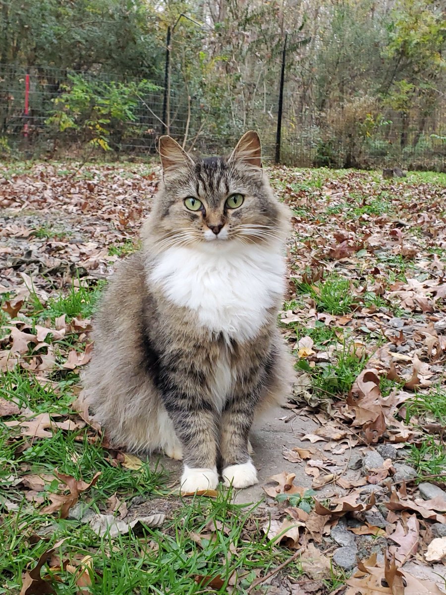 Furbabyhelp's tweet photo. Sweet and cuddly Sally out enjoying #Caturday https://t.co/xmzSyit4NH