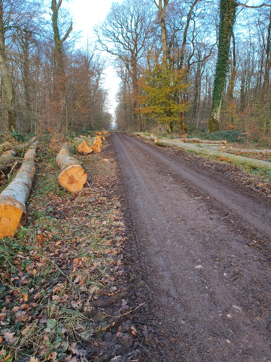 's tweet image. Cette année encore la #foret du #HarasDuPin  fond comme neige au soleil... #Climat