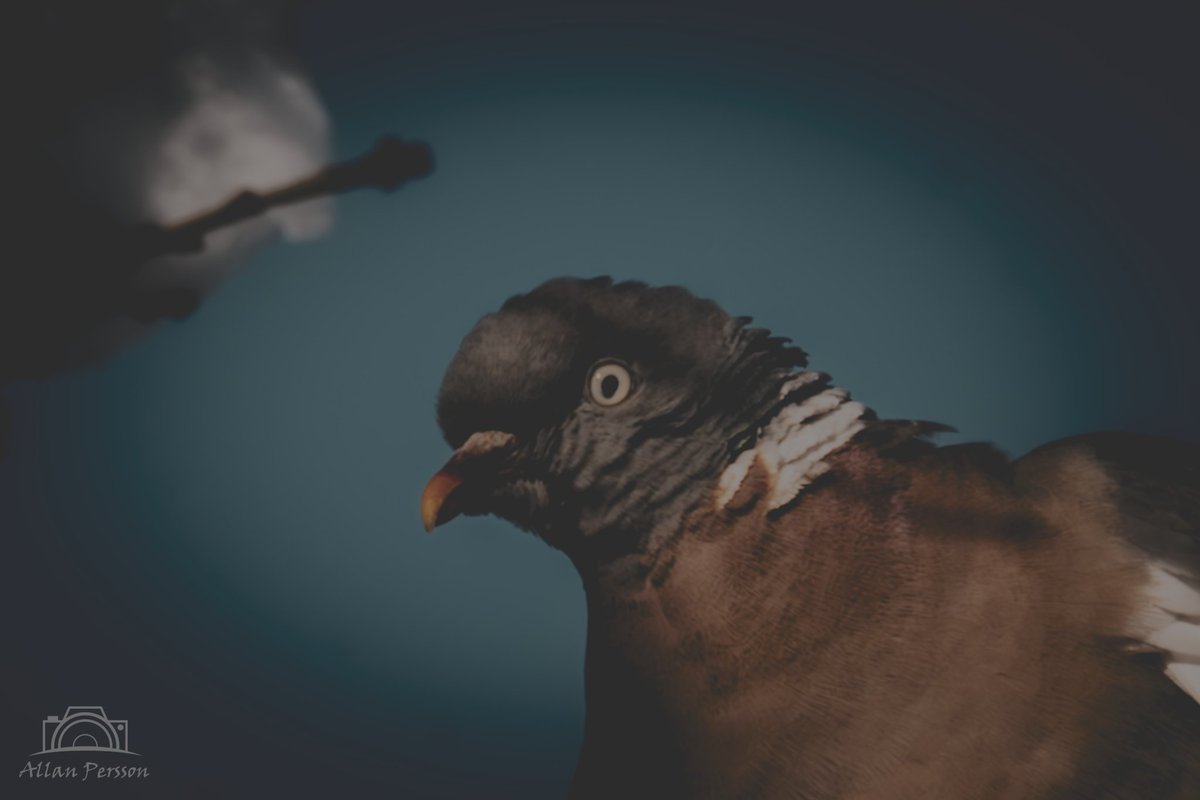 marathonpepe's tweet photo. Ringdue
#dknatur #Natur #naturdk #Søften #hinnerup #fugl #Ringdue #CloseUp #Beak #Bird #OneAnimal #AnimalHead #AnimalWildlife #SideView #Nature #Wildlife #AnimalBodyPart https://t.co/1gsfP3jfEd