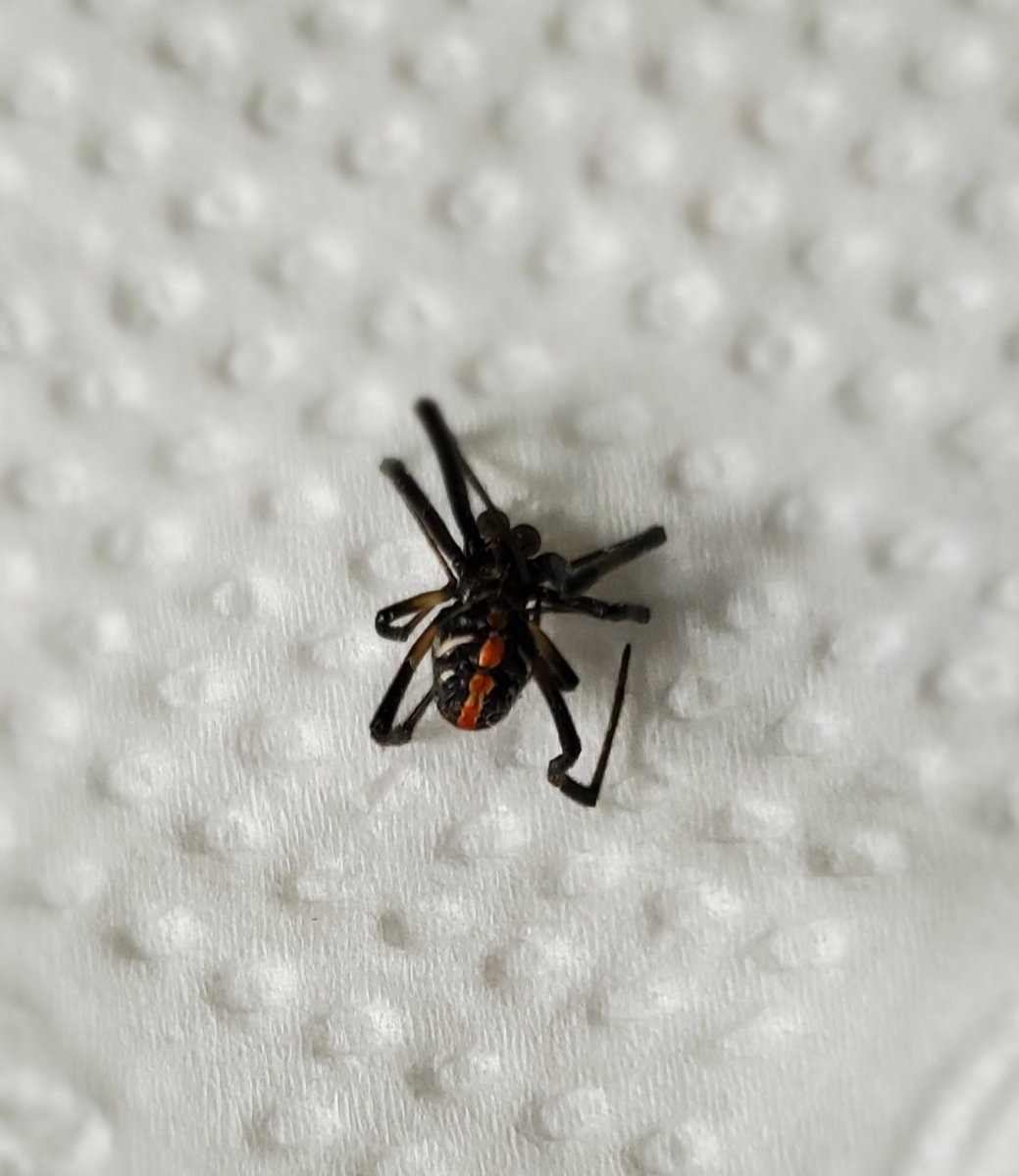 EGutzS's tweet photo. @Arachno_Cosas Hola. Apareció en habitacion de casa en CDMX. Alguna precaución ? Gracias. https://t.co/uNdpg3JT7q