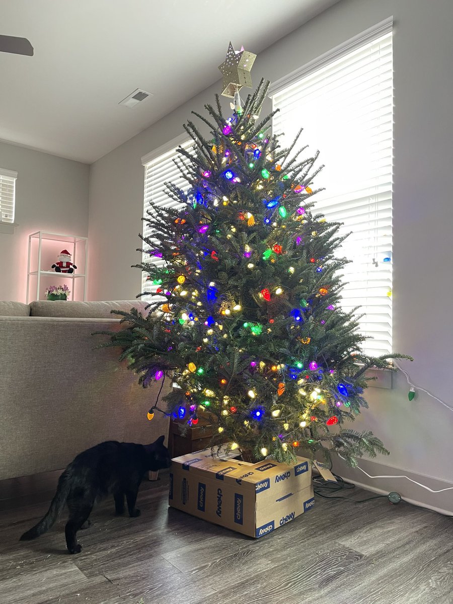 ChrisJNewman's tweet photo. @Chewy coming in handy once again. The delivery boxes make great shields for pets who enjoy tree flavored water. https://t.co/65G6BVjIAg
