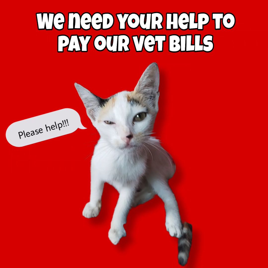 We are raising funds to pay off the vet bill of 570$
We were only given a month until the end of January...🥲

Please help us good donors,
Any amount of donation will be very helpful 🙏🩷

Please donate or share..

#vetbills #pleasehelp #help #helpforcats #helpanimalsinneed