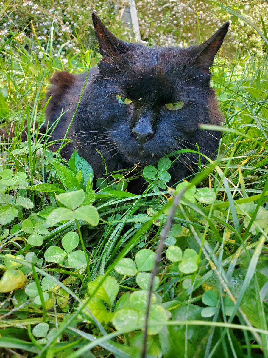 Furbabyhelp's tweet photo. Happy  #Caturday from my baby boy Cub. He's FeLV+ and almost 11 yr old. https://t.co/4ZfjBWCWSt