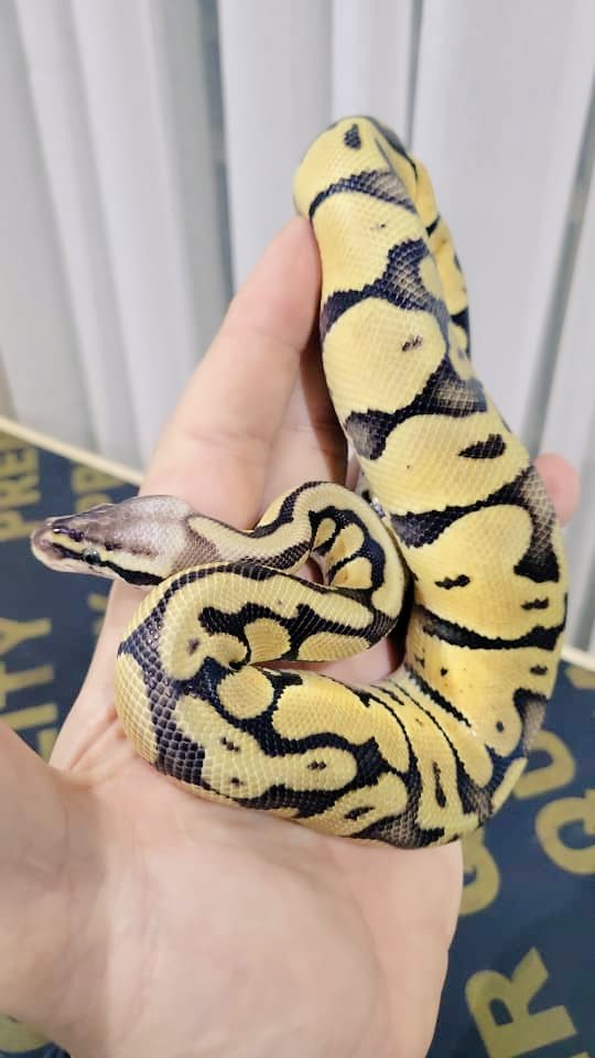 DoctrGeee's tweet photo. One interesting fact about Ball Pythons is that they get their name from their tendency to curl into a ball when stressed or threatened, with their head tucked in the center.
Keeping Ball Pythons as pets can be amazing because they are relatively low-maintenance. https://t.co/eNrlRnzjsn