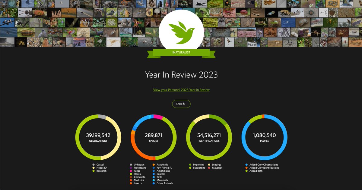 Generate your 2023 statistics on @inaturalist now! Share your unique insights with us using the tags: #nyms2023inat #stats #analytics #mushroom #mycology #fungi. Let's see what your year has been like!