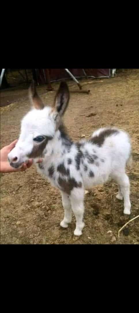 Hidayat_Hiddi's tweet photo. ښکلې ده خر بچې https://t.co/IKH87QH168