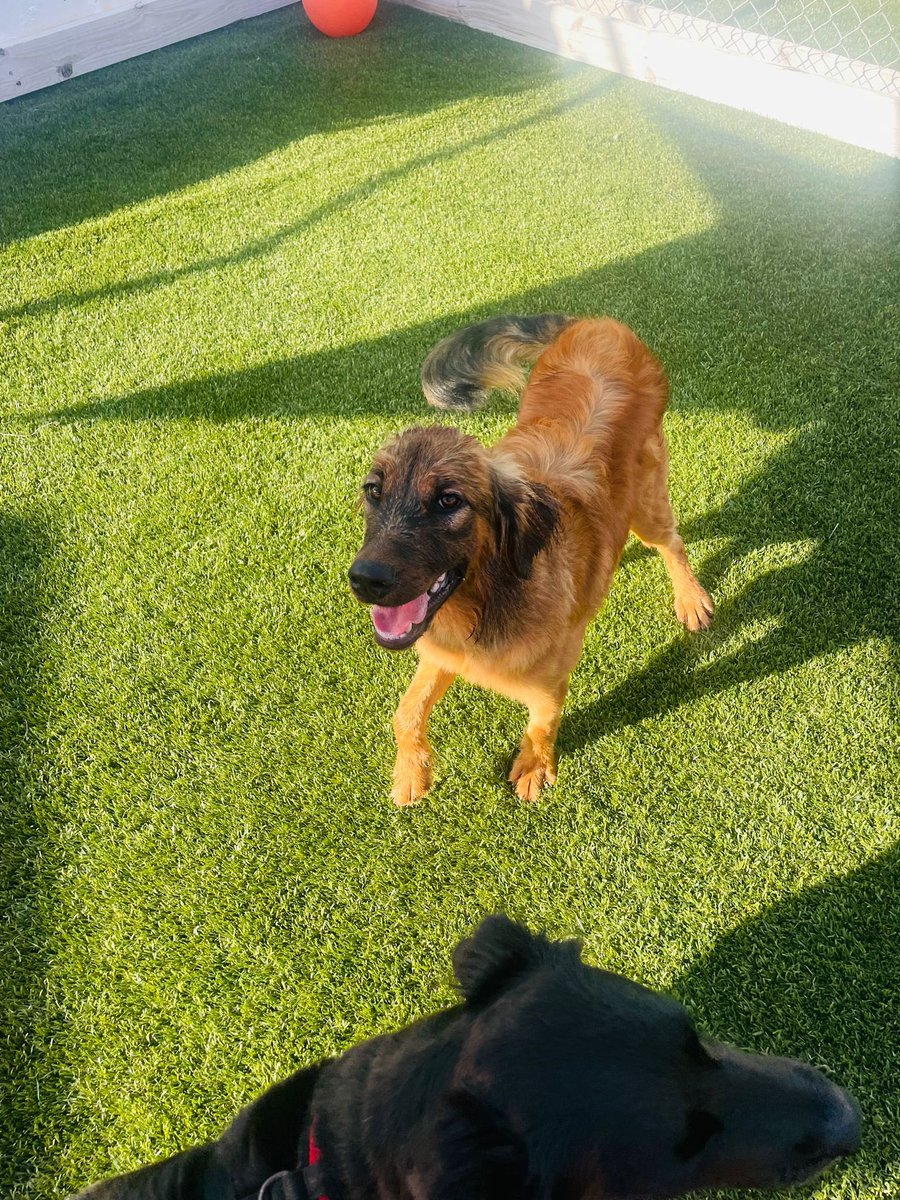 TheSatoProject's tweet photo. He is great with other dogs and doesn’t mind cats.
Duque is currently in Puerto Rico and will be flying to White Plains New York on December 28th. Apply now to be the one to greet him at the airport and take him home 🙏😛
#SatoStrong #AdoptDontShop #RescueDogsOfIG #AdoptMe https://t.co/0bRZFyB96C