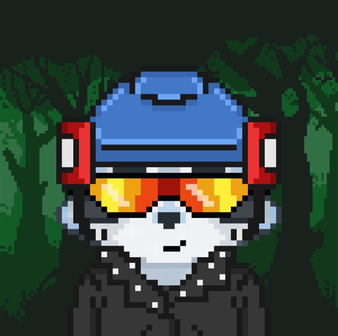 AlgoRaccoon tweet media